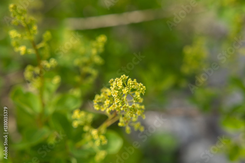 vista macro di tantissimi e microscopici fiori gialli di una pianta selvatica in un ambiente naturale, di giorno, in estate