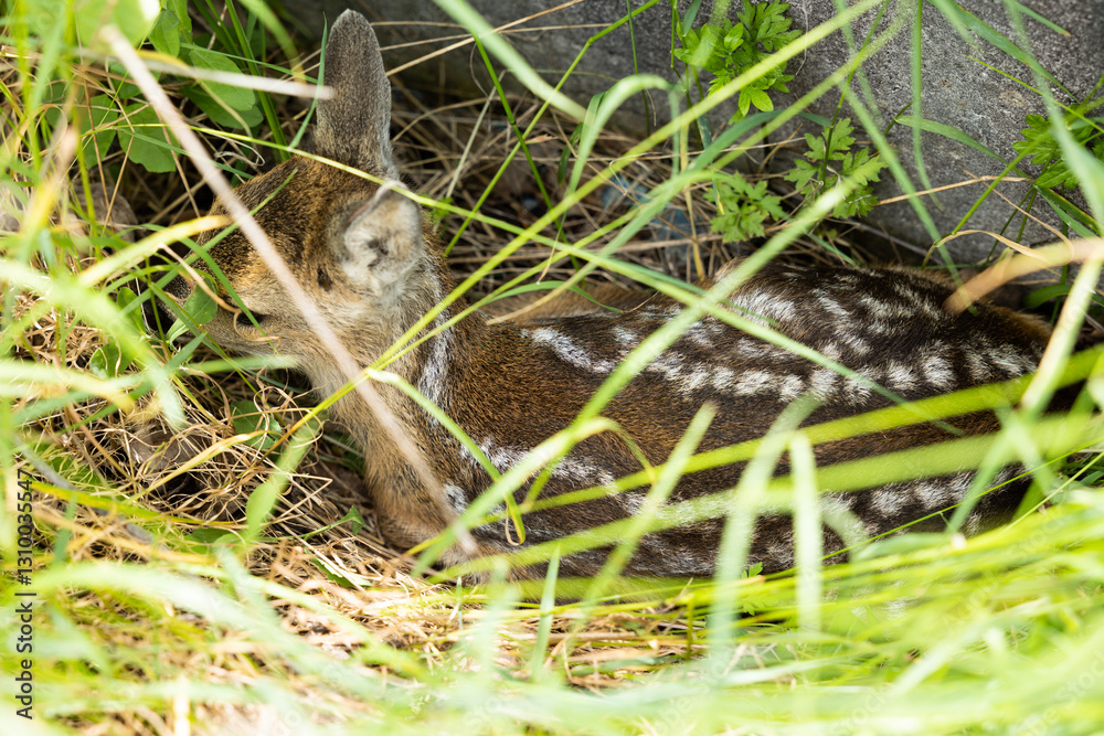 dettaglio di un giovane cucciolo di capriolo selvatico, tranquillo, accovacciato in mezzo all'erba, in un ambiente naturale, di giorno, in estate