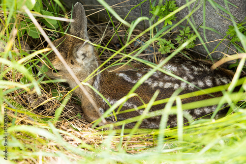 Obraz na płótnie dettaglio di un giovane cucciolo di capriolo selvatico, tranquillo, accovacciato in mezzo all'erba, in un ambiente naturale, di giorno, in estate w salonie