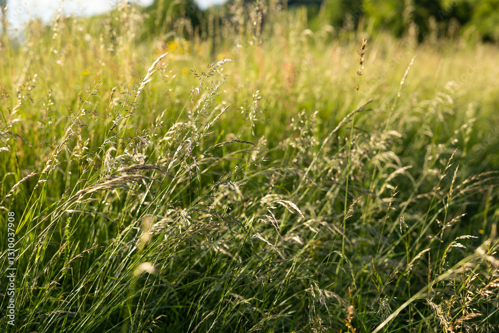 vista macro di ciuffi di erba alta ed altre piante erbacee spontanee di colore verde, in un ambiente rurale e naturale di campagna nel nord-est Italia, di giorno, illuminato dal sole, in estate