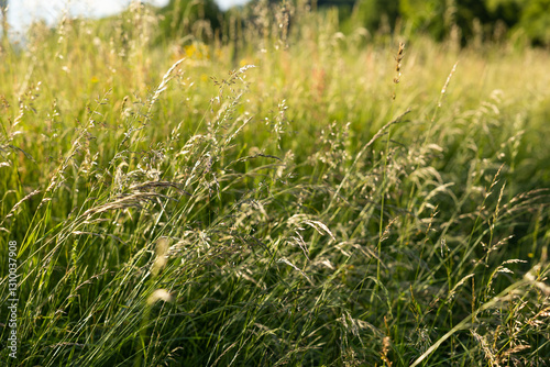 Obraz na płótnie vista macro di ciuffi di erba alta ed altre piante erbacee spontanee di colore verde, in un ambiente rurale e naturale di campagna nel nord-est Italia, di giorno, illuminato dal sole, in estate w salonie