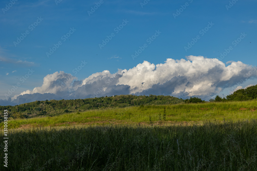 dettagli di un ambiente naturale tra le verdi colline vicino a Gorizia, nell'Italia nord-orientale, di giorno, sotto un cielo azzurro parzialmente sereno, in estate