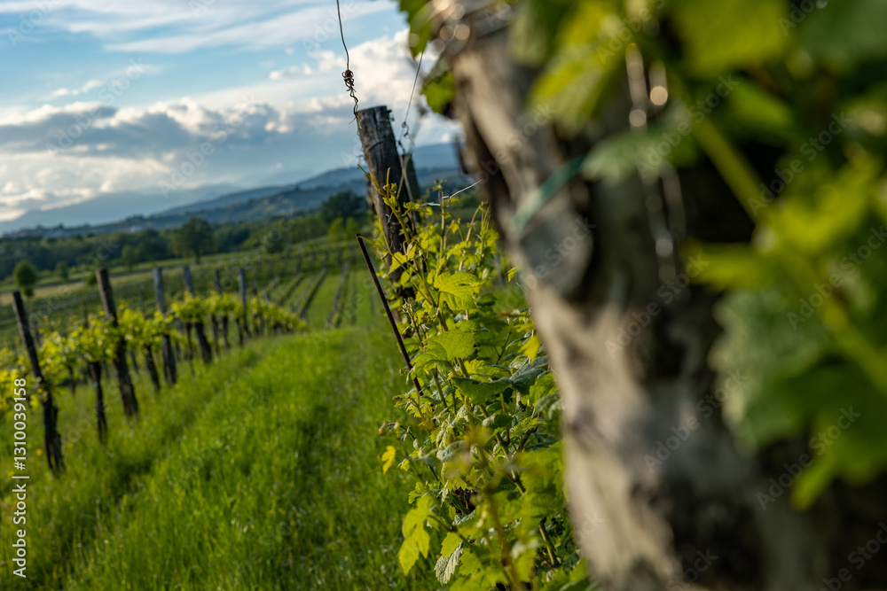 vigneti che si estendono in lontananza in un ambiente di campagna che guarda verso le montagne lontane nell'Italia nord-orientale, di giorno, in estate