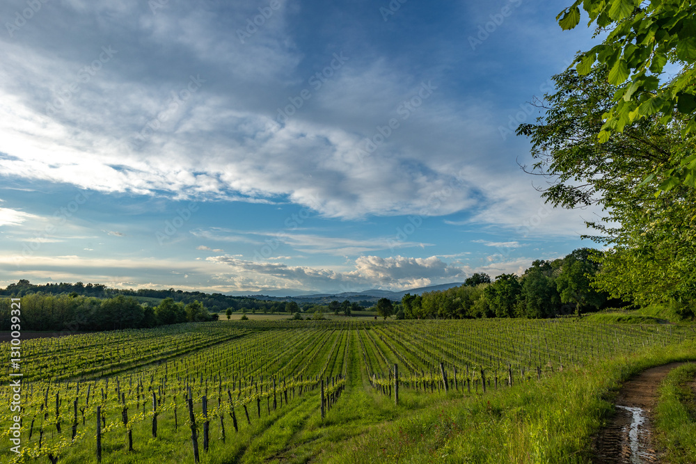 panoramica su un bellissimo ambiente di campagna in estate nell'Italia nord-orientale, ad est nella regione Friuli Venezia Giulia, di pomeriggio, in estate