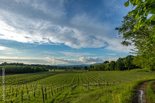 Obraz na płótnie panoramica su un bellissimo ambiente di campagna in estate nell'Italia nord-orientale, ad est nella regione Friuli Venezia Giulia, di pomeriggio, in estate w salonie