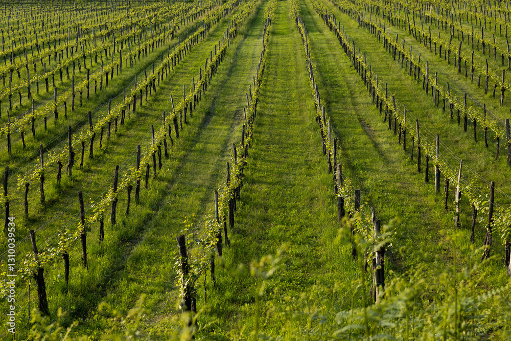 panoramica su dei bellissimi vigneti in un ambiente verde e naturale di campagna, di giorno a inizio estate