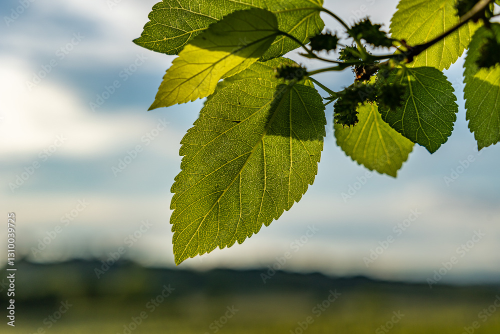 vista macro di foglie verdi grandi e piccole, attaccate al ramo di un albero, di giorno, a inizio estate, con cielo nuvoloso su sfondo sfuocato
