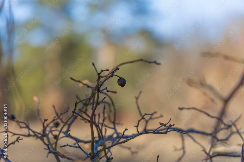 Fototapeta premium Poinsettia meadow in the Kamenny vrch nature reserve in Brno on March 5, 2025
