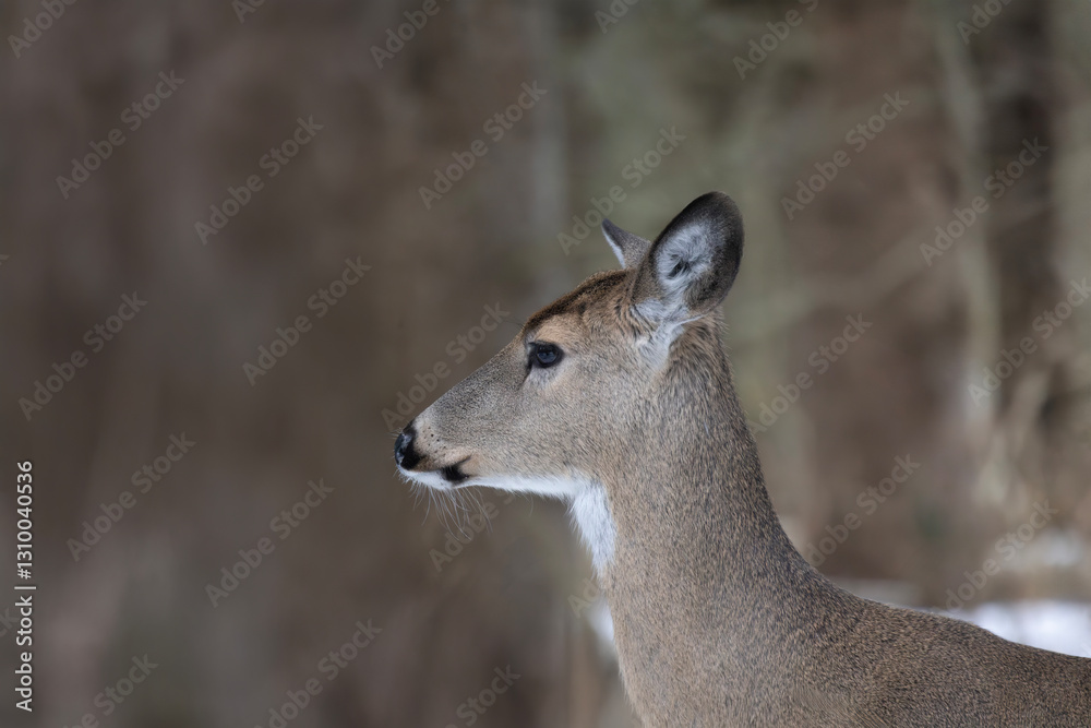 White-tailed deer Odocoileus virginianus standing on the alert making for a beautiful portrait White-tailed deer Odocoileus virginianus standing on the alert making for a beautiful portrait