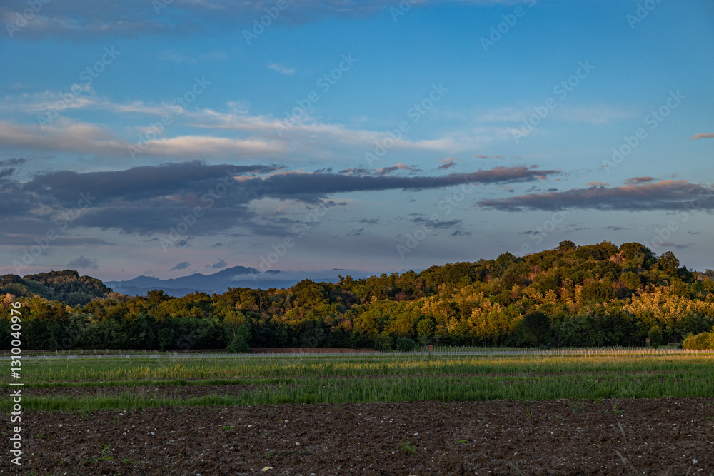 vista su un ambiente naturale di campagna tra pianura e collina, in Friuli Venezia Giulia, nell'Italia nord-orientale, al tramonto, in estate, con cielo parzialmente nuvoloso