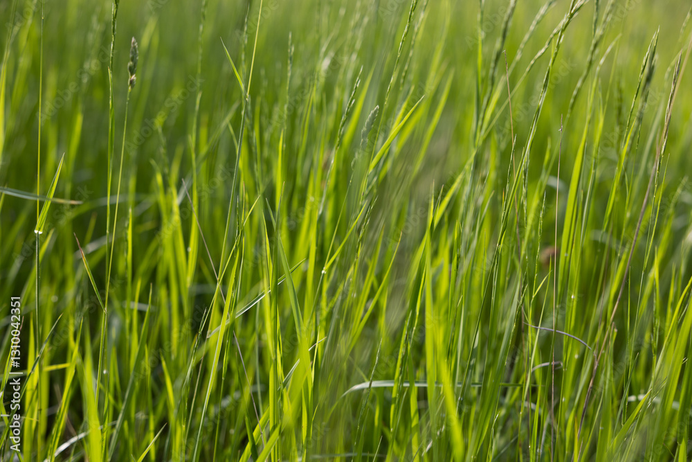 vista macro di tantissimi ciuffi d'erba alta e di colore verde in un campo naturale, di giorno, in estate