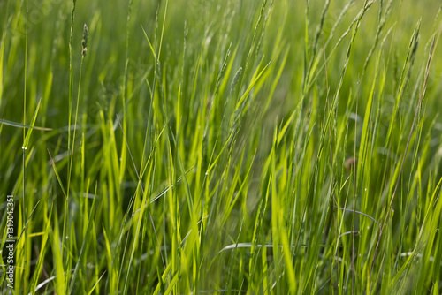 Obraz na płótnie vista macro di tantissimi ciuffi d'erba alta e di colore verde in un campo naturale, di giorno, in estate w salonie