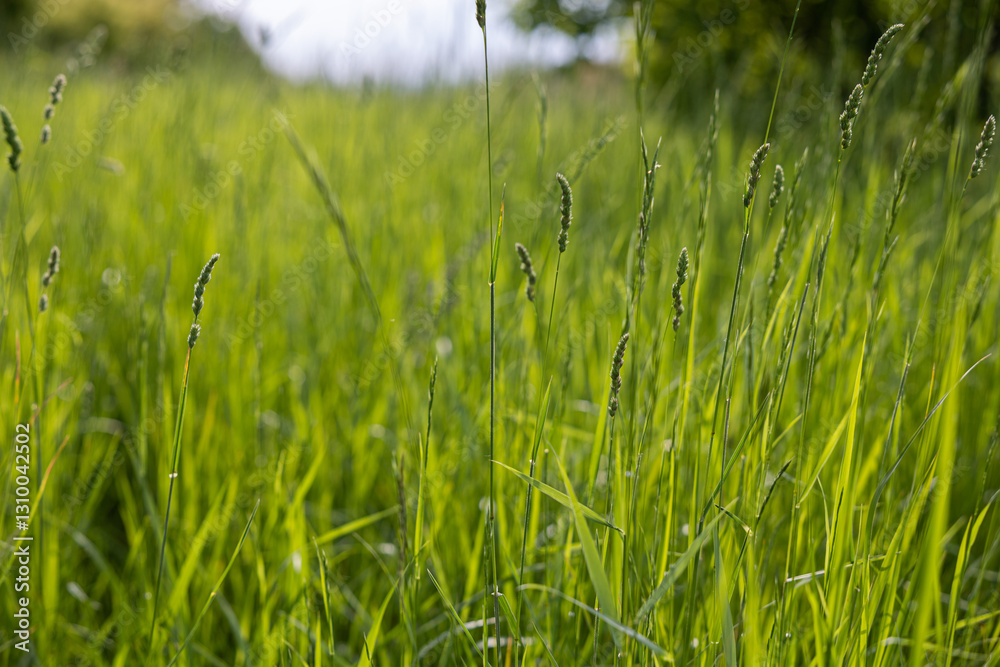 vista macro di tantissimi ciuffi d'erba alta e di colore verde in un campo naturale, di giorno, in estate