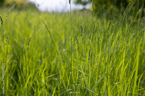 Obraz na płótnie vista macro di tantissimi ciuffi d'erba alta e di colore verde in un campo naturale, di giorno, in estate w salonie