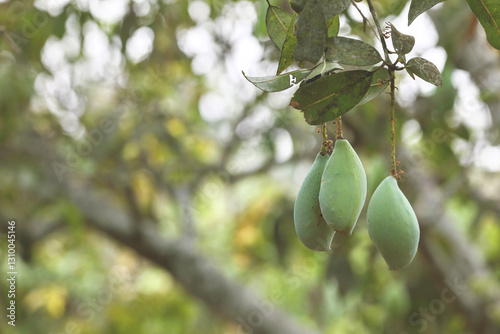 Photography bengalura mangoes or mangifera indica mangoes hanging on a tree