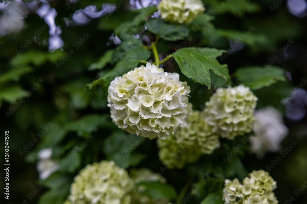 fiori bianchi e verdi di una pianta di ortensia in estate