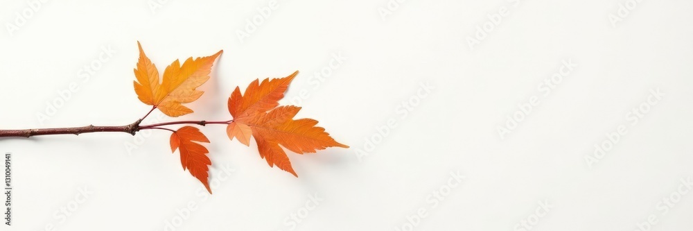 Single branch against white with a hint of warm color, branch, warm, foliage Single branch against white with a hint of warm color, branch, warm, foliage