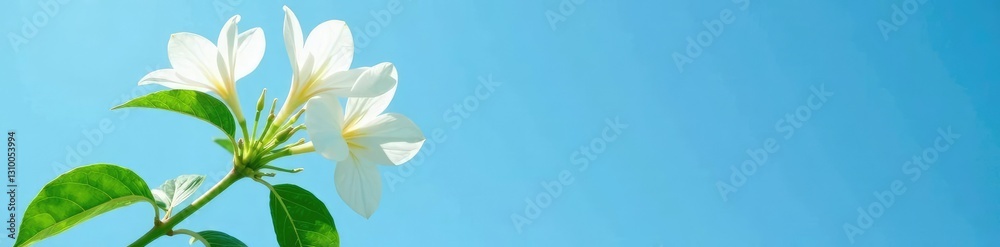 Obraz premium Green stem with thick white flowers against blue sky, inflorescence, botanical, leafy