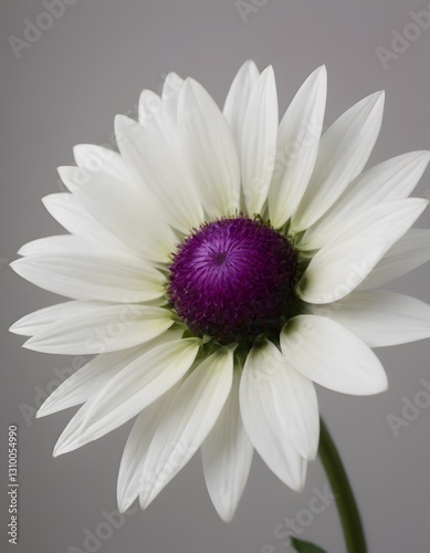 A white daisy with a purple center and green center petal.