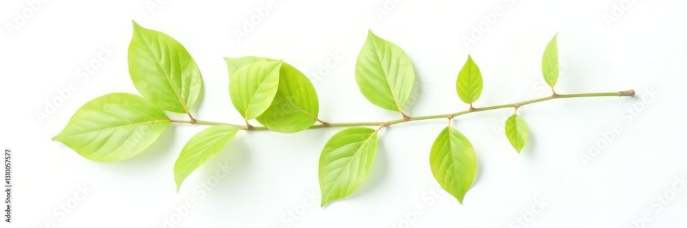 Single branch with leaves on a white background, isolated objects, single stem, tree parts Single branch with leaves on a white background, isolated objects, single stem, tree parts