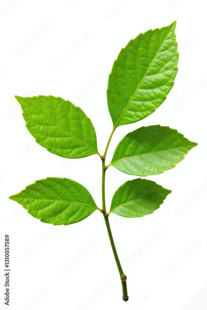 Single branch with leaves isolated on white background, twig, tree part Single branch with leaves isolated on white background, twig, tree part