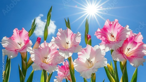 Obraz na płótnie Gladiolus Flowers in the Sun: Vibrant Pink Blooms Against a Bright Blue Sky w salonie