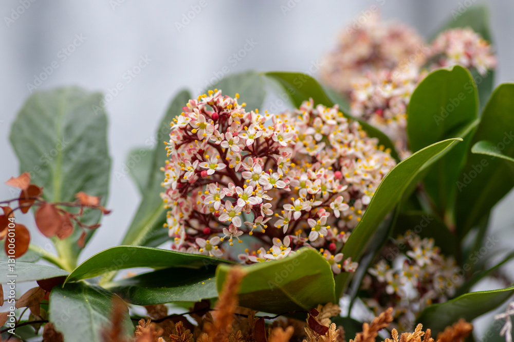 Skimmia japonica rubella japanese flowers in bloom, beautiful ornamental early spring ping white flowering shrub