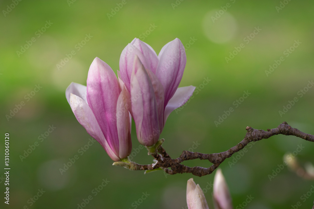 Magnolia soulangeana also called saucer magnolia flowering springtime tree with beautiful pink white flower on branches