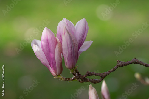 Magnolia soulangeana also called saucer magnolia flowering springtime tree with beautiful pink white flower on branches