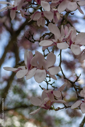 Magnolia soulangeana also called saucer magnolia flowering springtime tree with beautiful pink white flower on branches