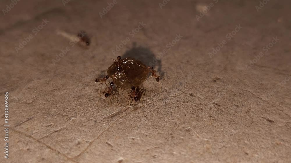 Close-up macro footage of an group of black ants or disciplined column of black ants transporting a papaya seed back to their colony. Demonstrating remarkable teamwork and nature efficient recycling.
