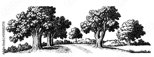 Engraved vector illustration of a serene path through a wooded area inviting tranquil contemplation and harmony with nature