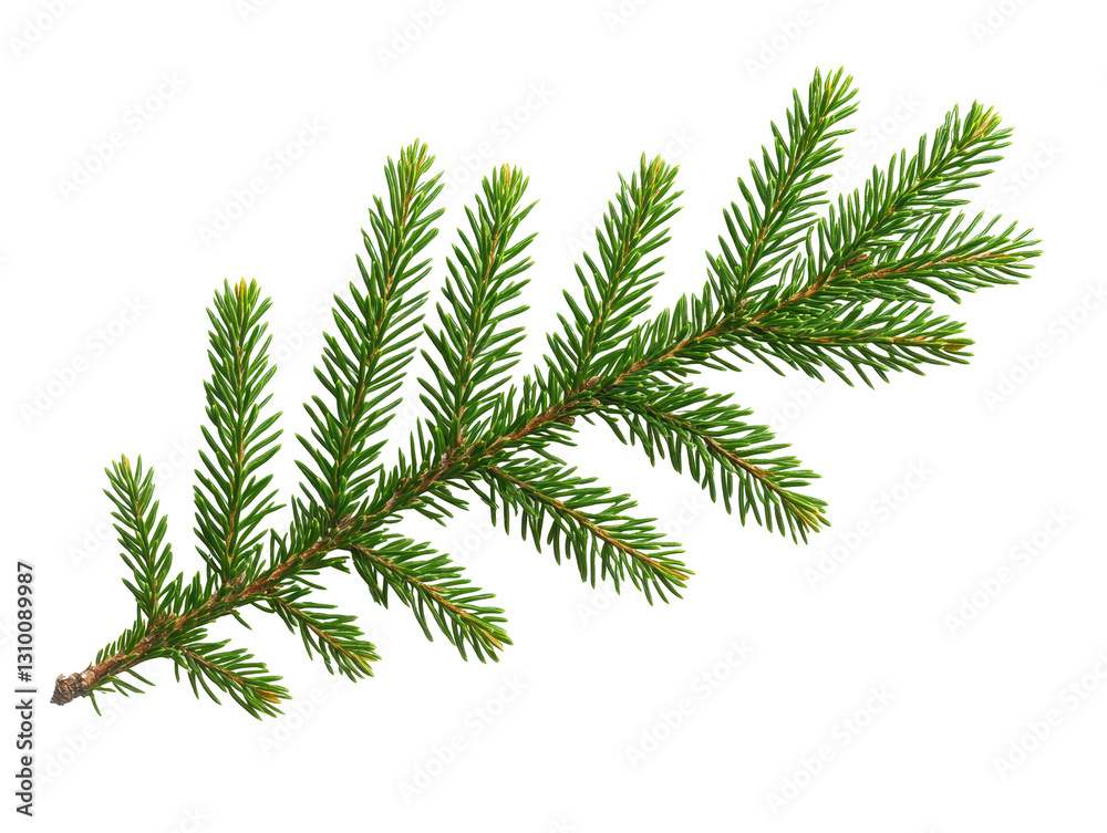 Isolated Spruce Branch Isolated Spruce Branch