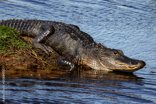 Large gator sunning on a bank