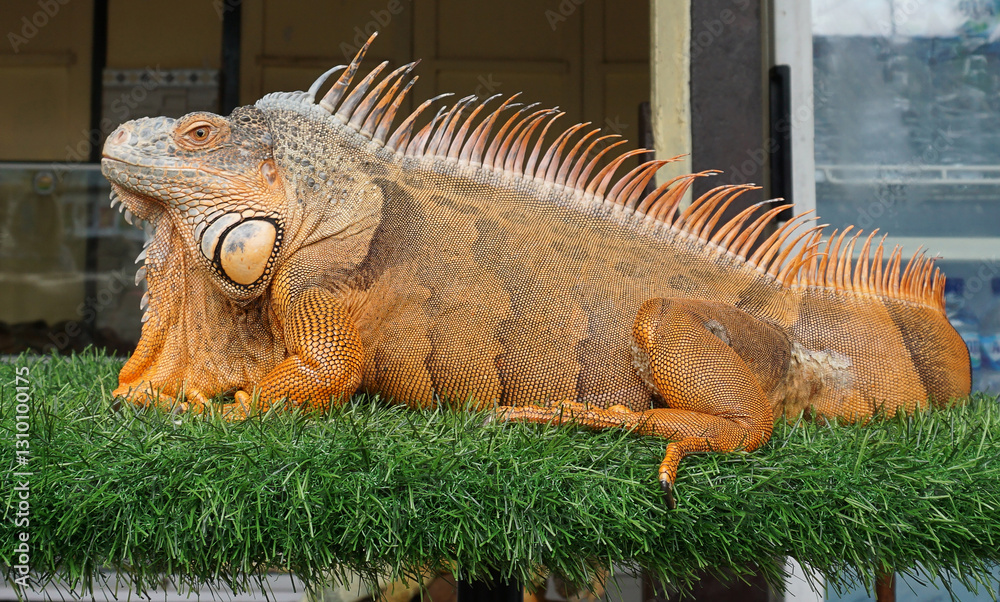A vibrant orange iguana resting on grass