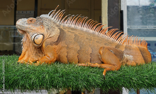 Obraz na płótnie A vibrant orange iguana resting on grass w salonie