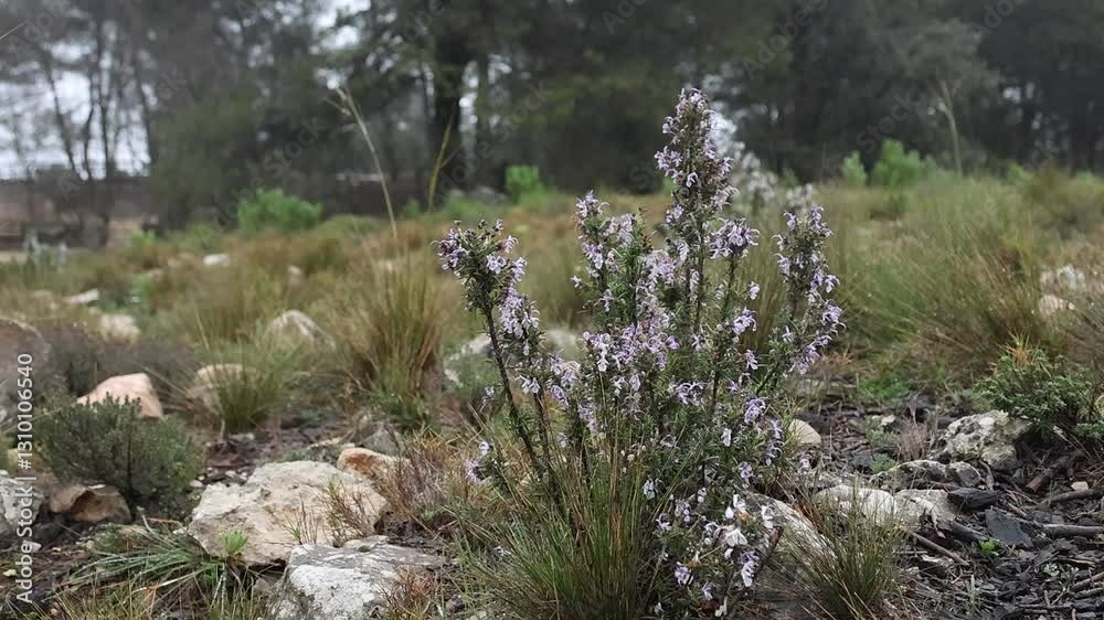 Planta de romero con flor de inverno en claro del bosque, Alcoy, España
