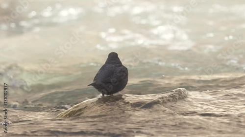 An American Dipper bobs up and down as it watches the water of the Virgin River in Zion NP, Ut. USA slip past, splashing and curling over rocks just below the surface, then scratches and dives in. 