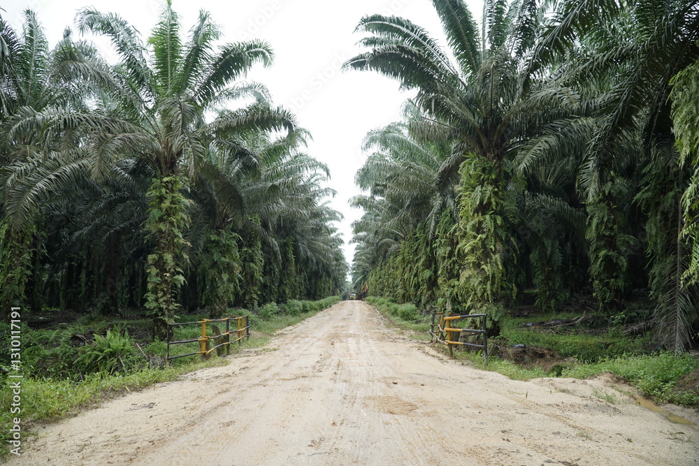 Fototapeta premium dirt road in the palm tree forest
