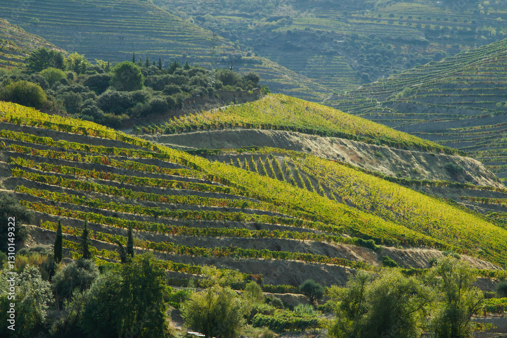 Fototapeta premium Wineyards Douro Valley Portugal