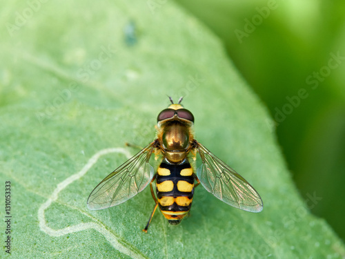 Bild auf Leinwand Hoverfly fly on a green plant. Eupeodes corollae
