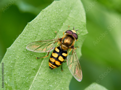 Bild auf Leinwand Hoverfly fly on a green plant. Eupeodes corollae