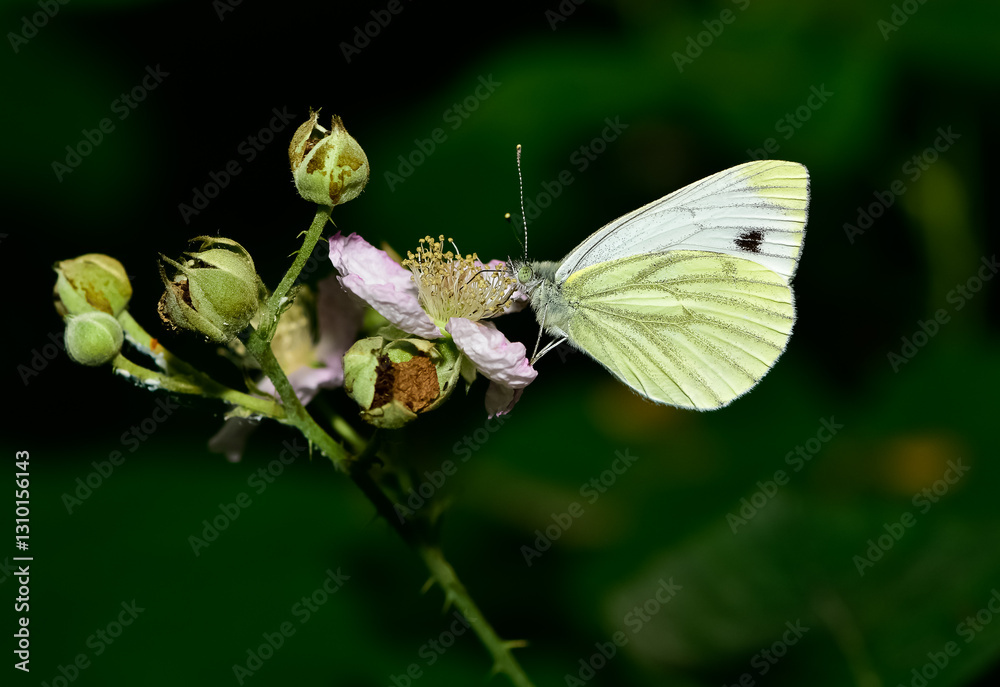 wildlife photos. photos of butterflies in natural areas. wildlife photos. photos of butterflies in natural areas.