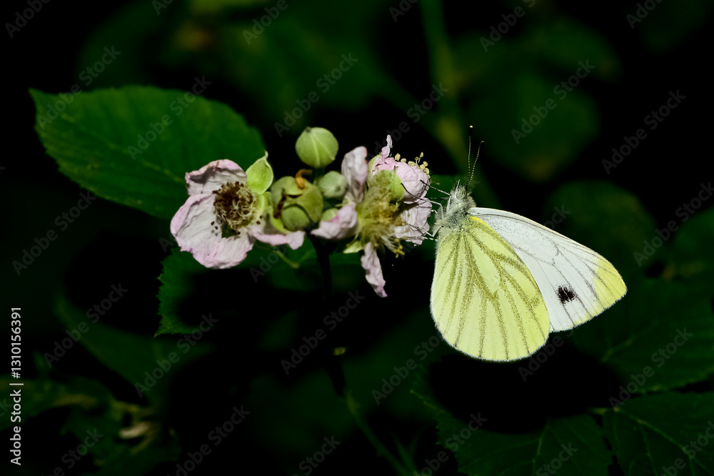 wildlife photos. photos of butterflies in natural areas. wildlife photos. photos of butterflies in natural areas.