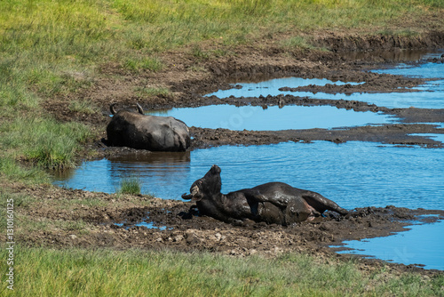 Water buffalo, Bubalus bubalis, species introduced in Argentina, La Pampa province, Patagonia.