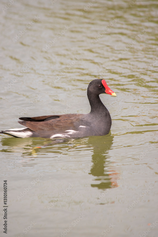 Fototapeta premium Photo of a red-fronted gallinule