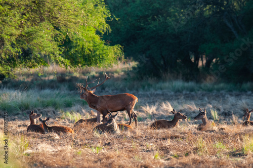 Red deer, Male roaring in La Pampa, Argentina, Parque Luro, Nature Reserve