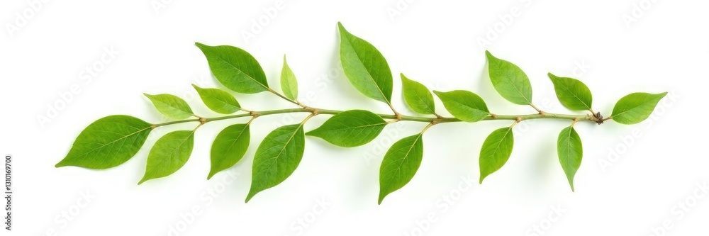 Single branch with intricate leaves isolated on white background, stem, branches Single branch with intricate leaves isolated on white background, stem, branches