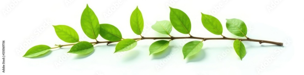 Single branch with leafy greens isolated on white background, single branch, foliage, greenery Single branch with leafy greens isolated on white background, single branch, foliage, greenery