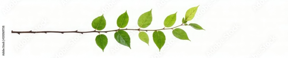 Single branch with leaves isolated on white background, natural, stem Single branch with leaves isolated on white background, natural, stem